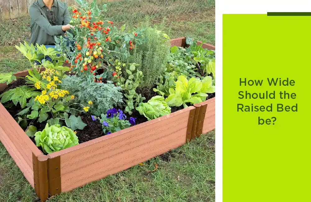 How Wide Should The Raised Bed Be