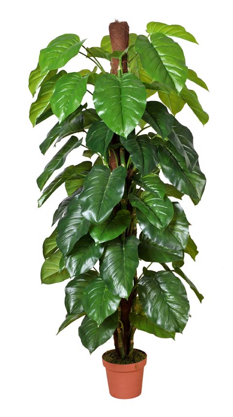 Money Plant (Aureus) 185cm