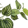 Bright Mixed Philodendron Plant 70cm