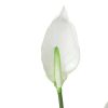 Artificial Flowering White Peace Lily / Calla Lily 95cm