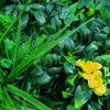Yellow Rose Vertical Garden / Green Wall UV Resistant Sample