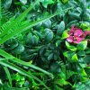 Elegant Red Rose Vertical Garden / Green Wall UV Resistant 100cm x 100cm