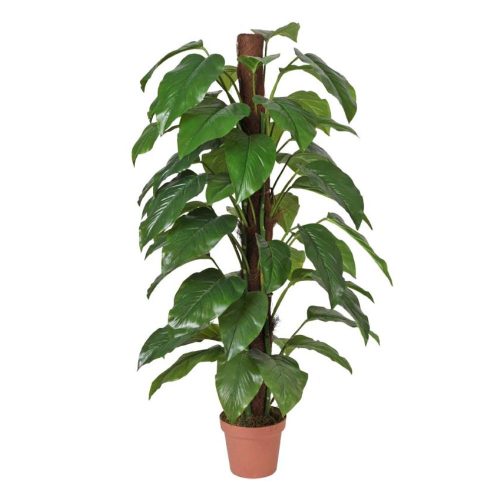 Money Plant (Aureus) – 155cm
