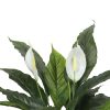 Artificial Spathiphyllum Peace Lily Plant with White Flowers 60cm