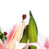 Premium Faux Pink Lily In Glass Vase (Artificial Tiger Lily Arrangement)