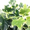 Mixed Green and White Tipped Ivy Bush 100cm