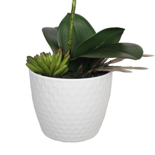 Potted Single Stem White Phalaenopsis Orchid with Decorative Pot 35cm
