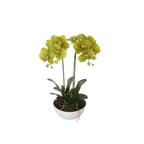 50cm Dual Butterfly Orchid – Cream