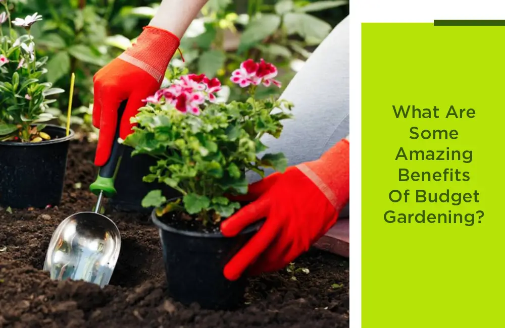 What Are Some Amazing Benefits of Budget Gardening