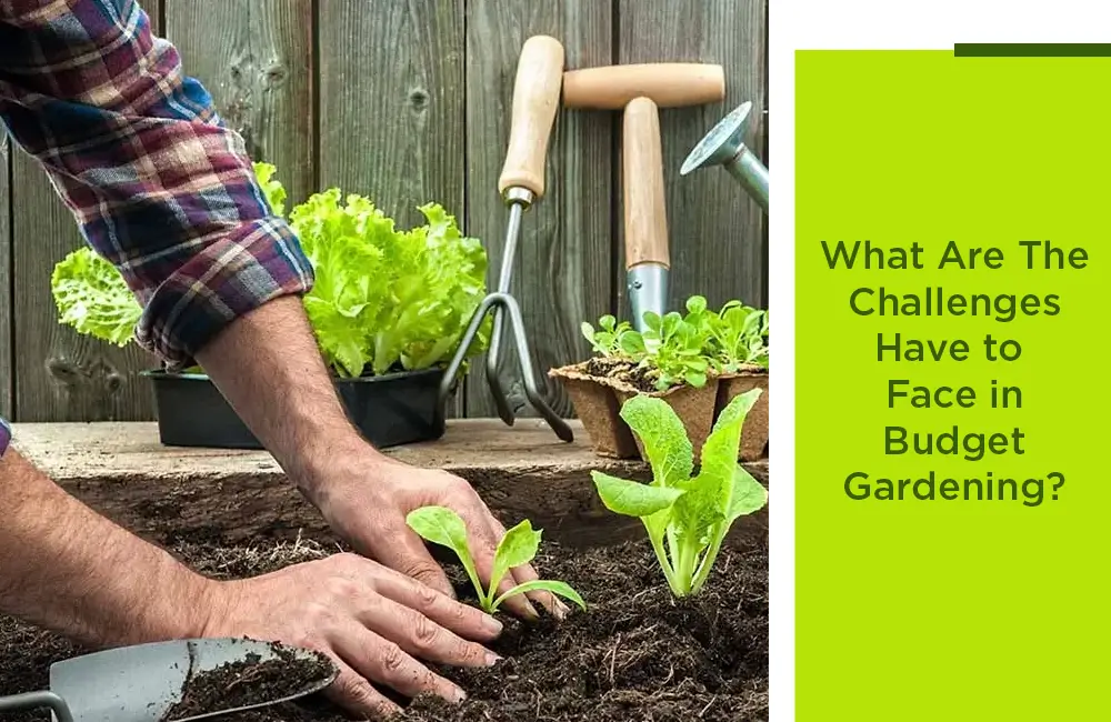 What Are The Challenges Have to Face in Budget Gardening