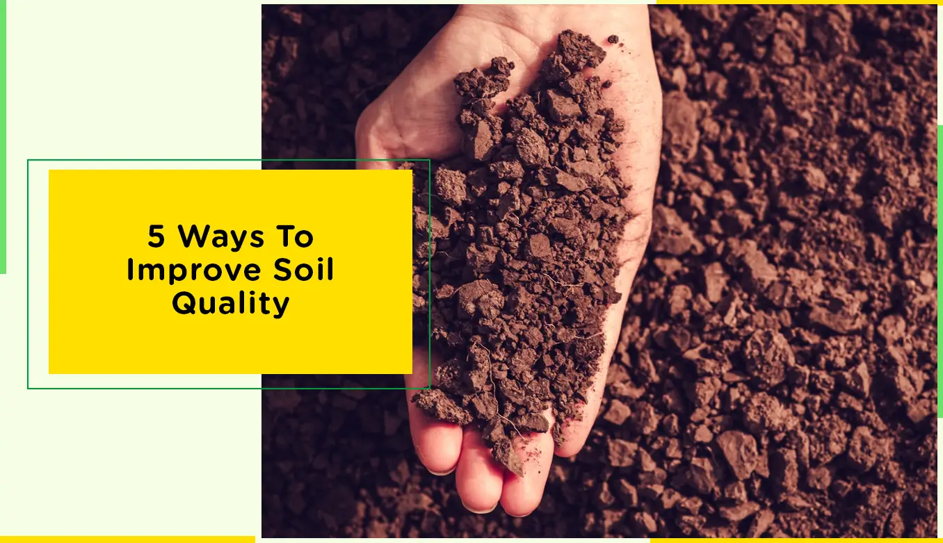 5 Ways To Improve Soil Quality