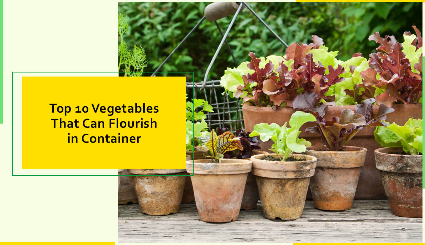 Top 10 Vegetables That Can Flourish In Container