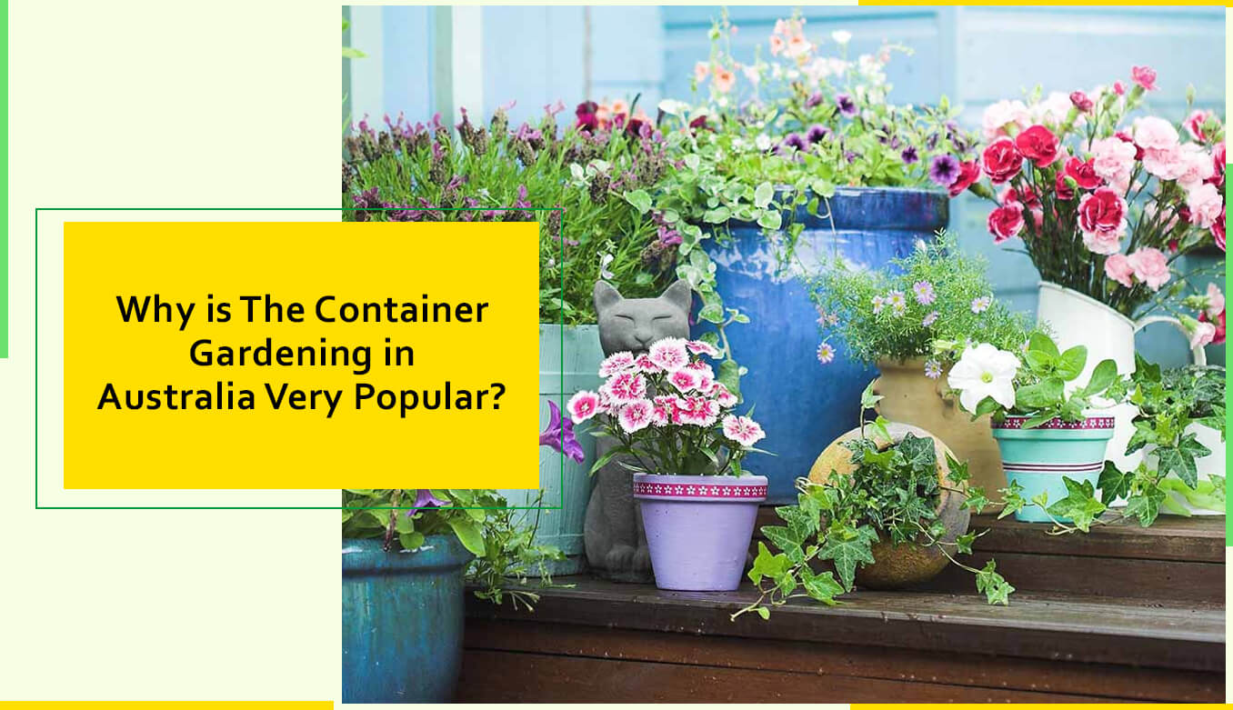 Why Is The Container Gardening in Australia Very Popular