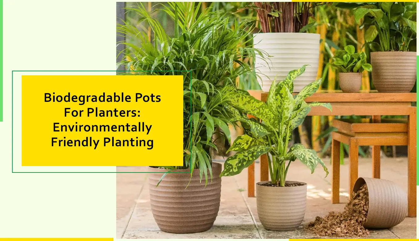 Biodegradable Pots For Planters Environmentally Friendly Planting