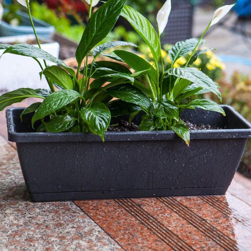 49.5cm Black Rectangular Planter Vegetable Herb Flower Outdoor Plastic Box with Holder Balcony Garden Decor Set of 2