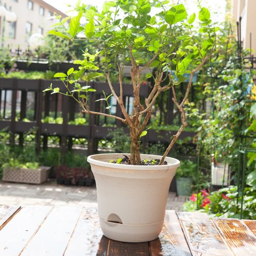 20cm Plastic Plant Pot Self Watering Planter Flower Bonsai Indoor Outdoor Garden Decor