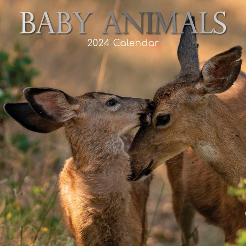 Baby Animals – 2024 Square Wall Calendar Pets Animals 16 Months Premium Planner