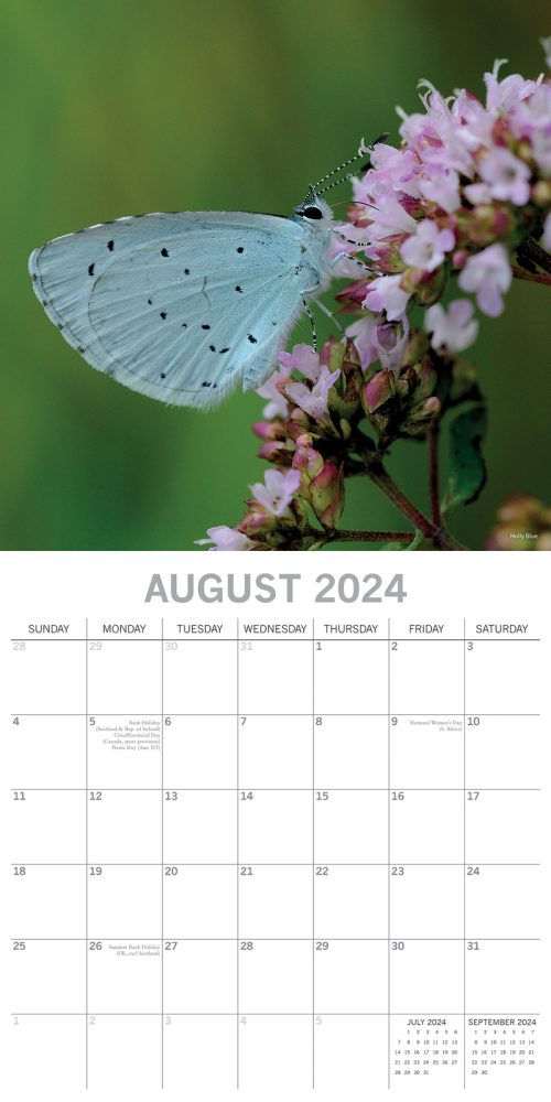 Butterflies 2024 Square Wall Calendar Natural Animals 16 Months Premium Planner