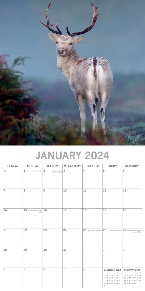 Country Wildlife 2024 Square Wall Calendar Cute Animals 16 Month Premium Planner