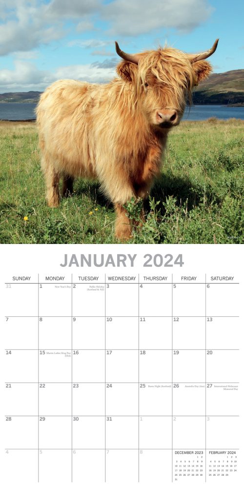 Cows – 2024 Square Wall Calendar Pets Animals 16 Months Premium Planner New Year