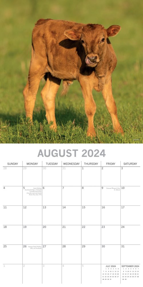 Cows – 2024 Square Wall Calendar Pets Animals 16 Months Premium Planner New Year