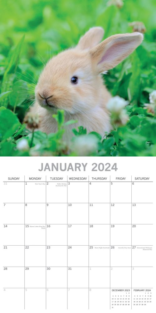 Cute Bunnies – 2024 Square Wall Calendar Pets Animals 16 Months Premium Planner