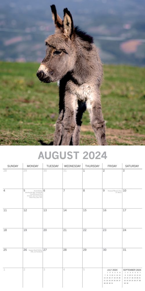 Donkeys – 2024 Square Wall Calendar Pets Animals 16 Months New Year Planner Gift
