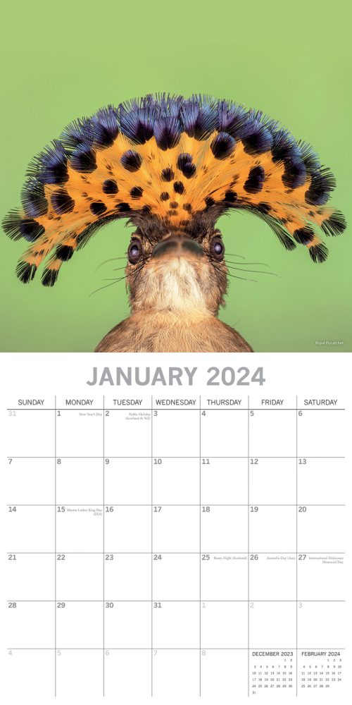 Exotic Birds – 2024 Square Wall Calendar Pets Animals 16 Months Premium Planner