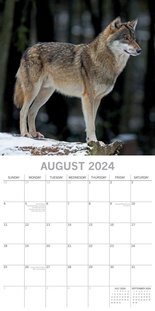 Wolves – 2024 Square Wall Calendar Pets Animals 16 Months Christmas Planner Gift