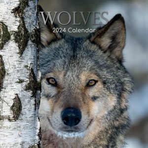 Wolves - 2024 Square Wall Calendar Pets Animals 16 Months Christmas Planner Gift