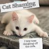 Cat Shaming – 2024 Square Wall Calendar Pets Animals 16 Months Premium Planner