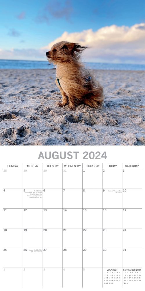 Dogs in the Wind 2024 Square Wall Calendar Pets Animals 16 Month Premium Planner