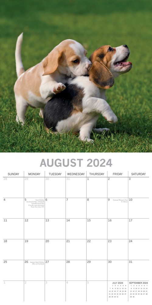 Beagles – 2024 Square Wall Calendar Pets Dog 16 Months Premium Planner New Year