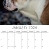 Bulldogs – 2024 Square Wall Calendar Pets Dog 16 Months Premium Planner New Year