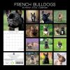 French Bulldogs – 2024 Square Wall Calendar Pets Dog 16 Months Premium Planner