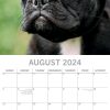 French Bulldogs – 2024 Square Wall Calendar Pets Dog 16 Months Premium Planner