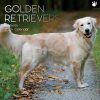 Golden Retrievers – 2024 Square Wall Calendar Pets Dog 16 Months Premium Planner