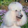 Poodles – 2024 Square Wall Calendar Pets Dog 16 Months Premium Planner New Year