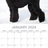 Poodles – 2024 Square Wall Calendar Pets Dog 16 Months Premium Planner New Year