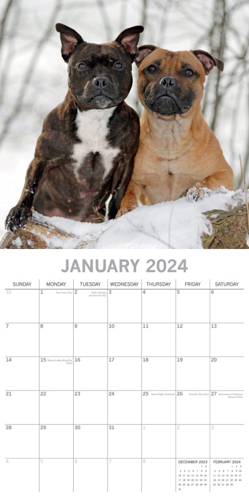 Staffordshire Bull Terriers 2024 Square Wall Calendar Pets Dog 16 Months Planner