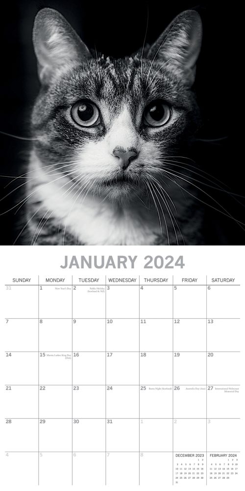 Cat Portraits – 2024 Square Wall Calendar 16 Months Black & White Planner Gift