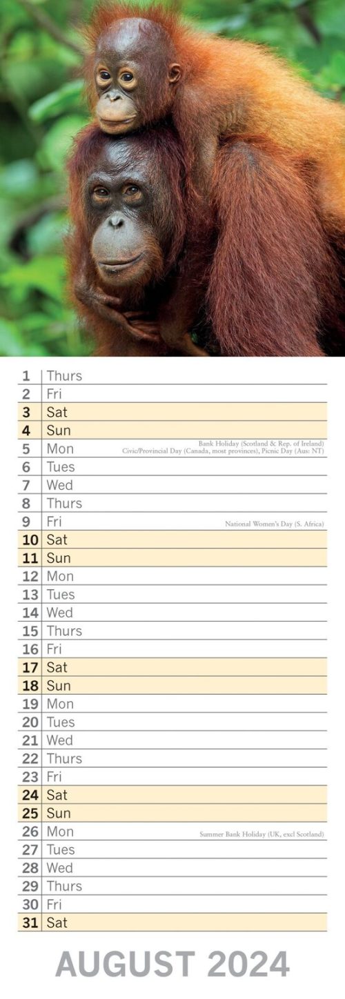 Baby Animals – 2024 Slimline Slim Wall Calendar Hanging Planner New Year Gift