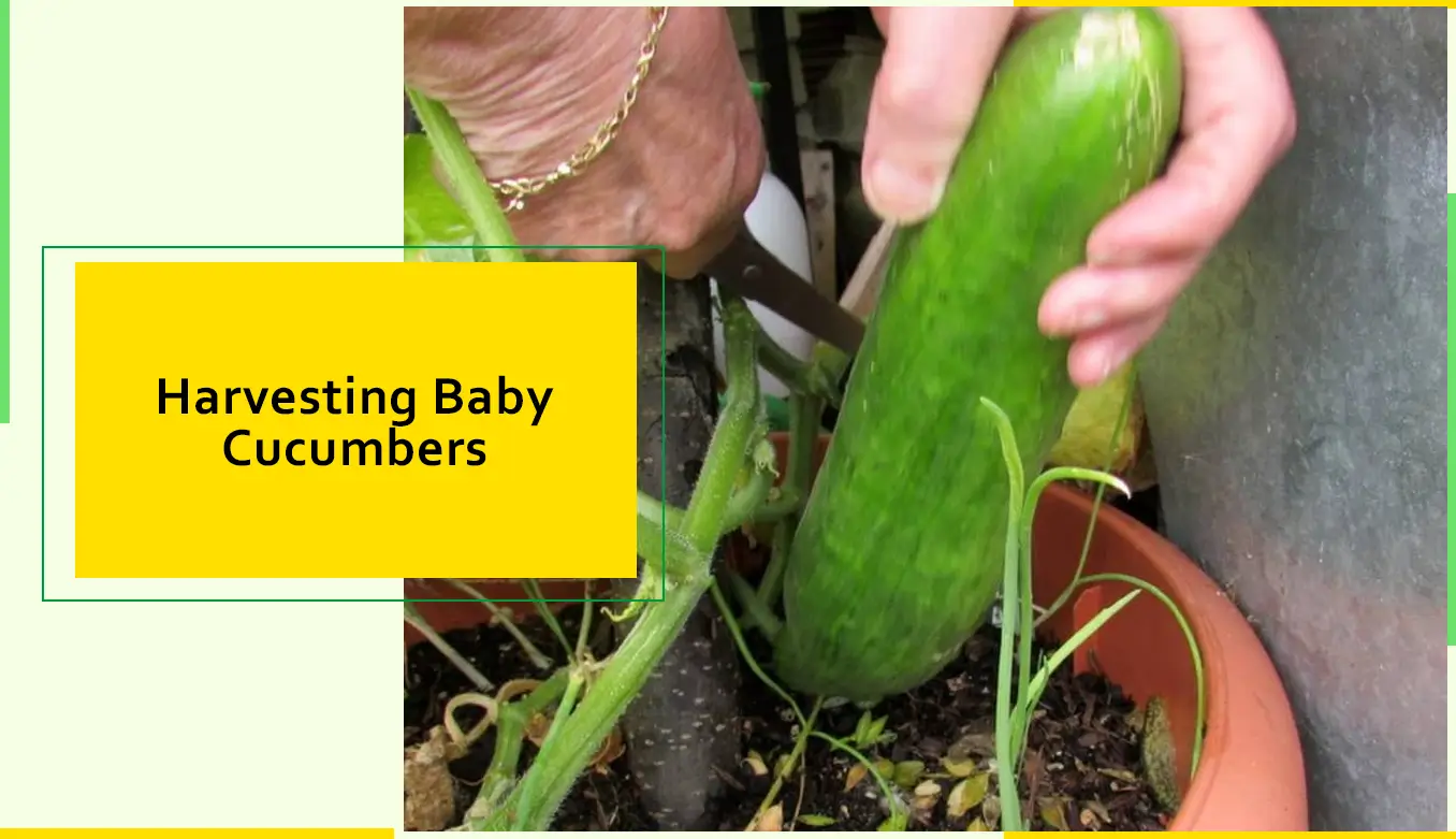 Harvesting Baby Cucumbers