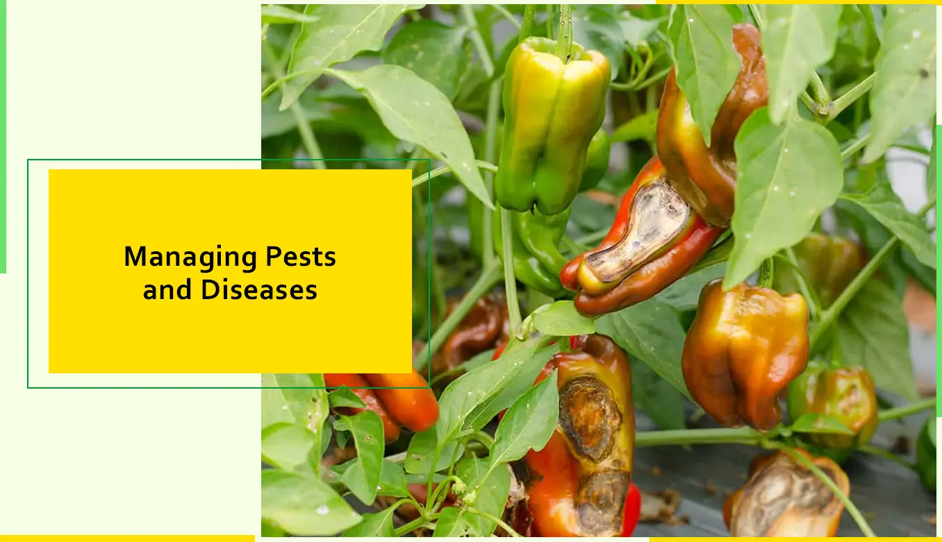 Managing Pests and Diseases