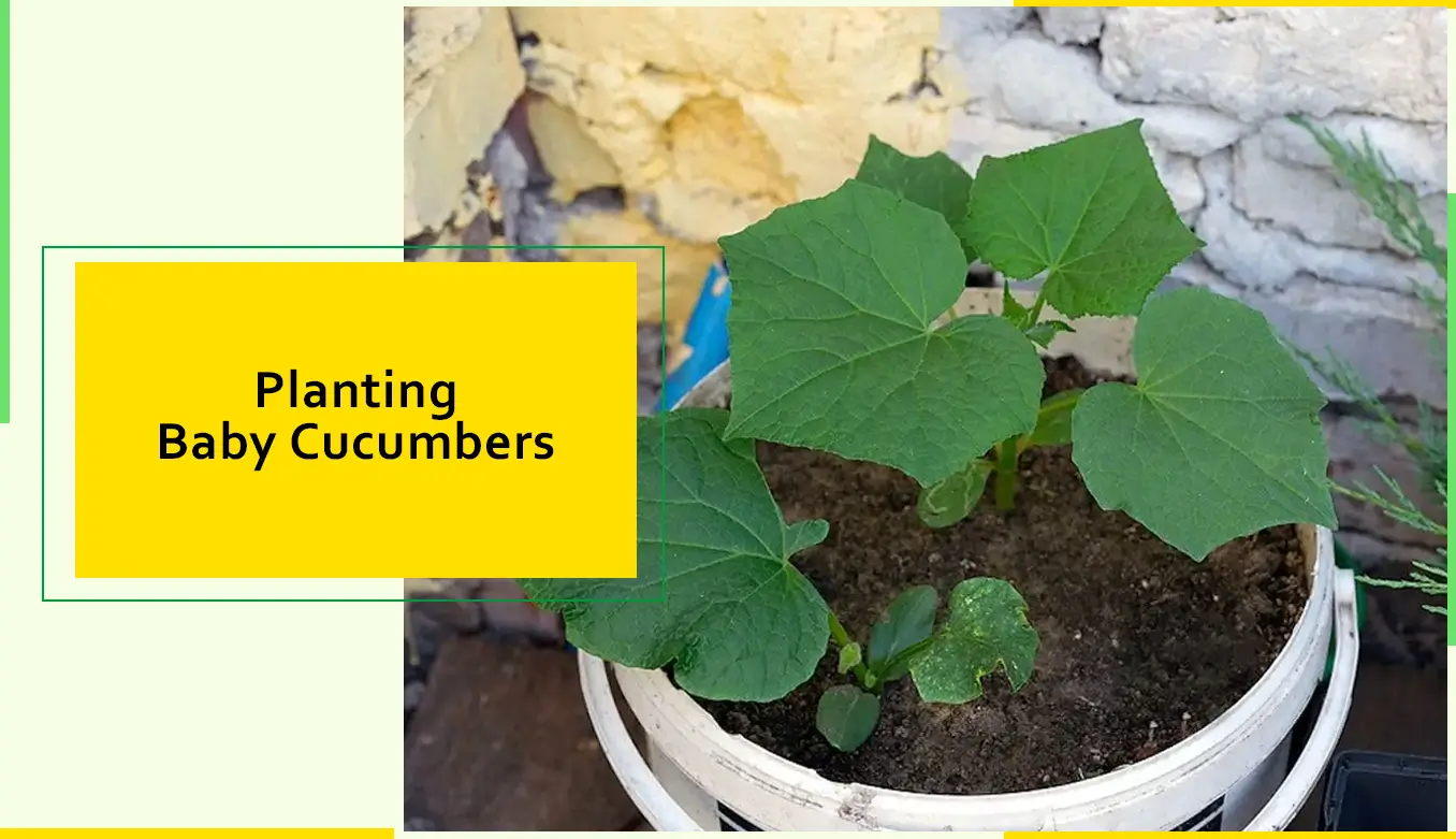 Planting Baby Cucumbers