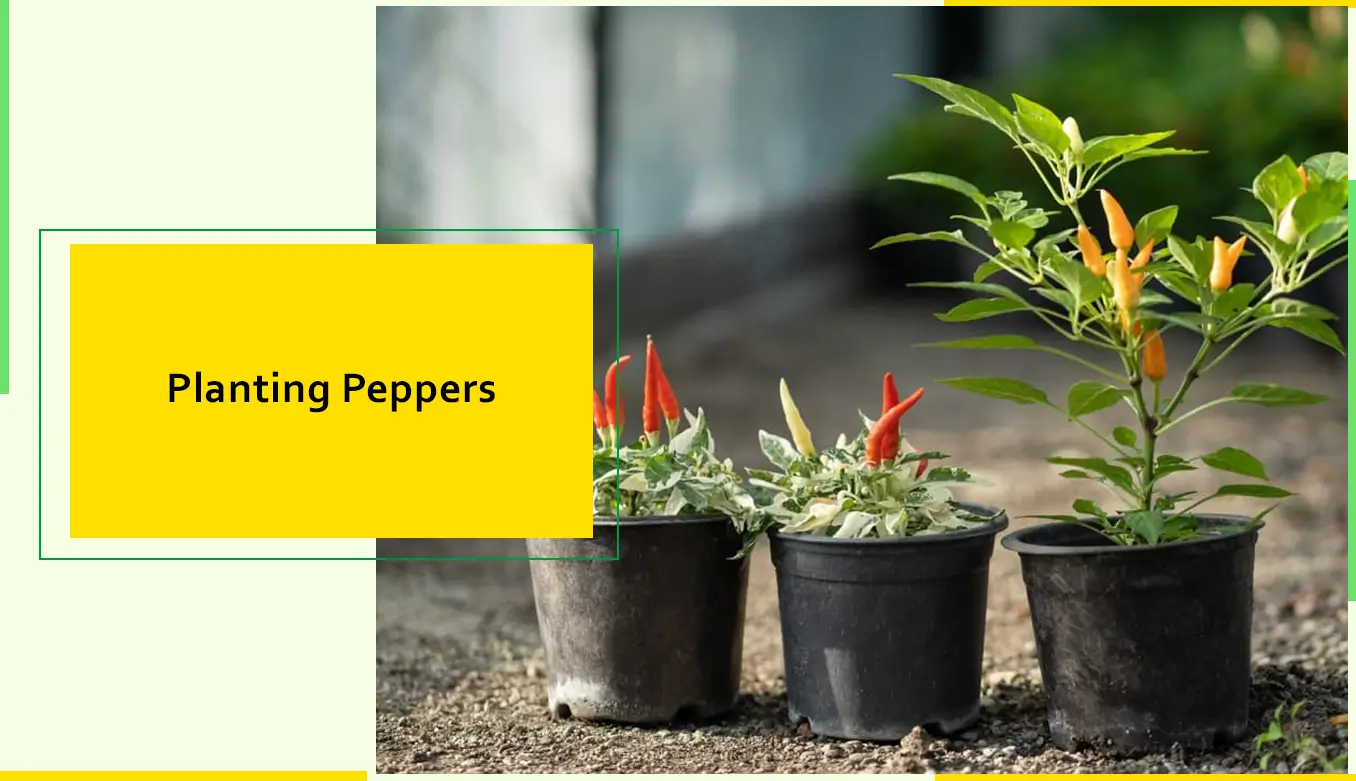 Planting Peppers