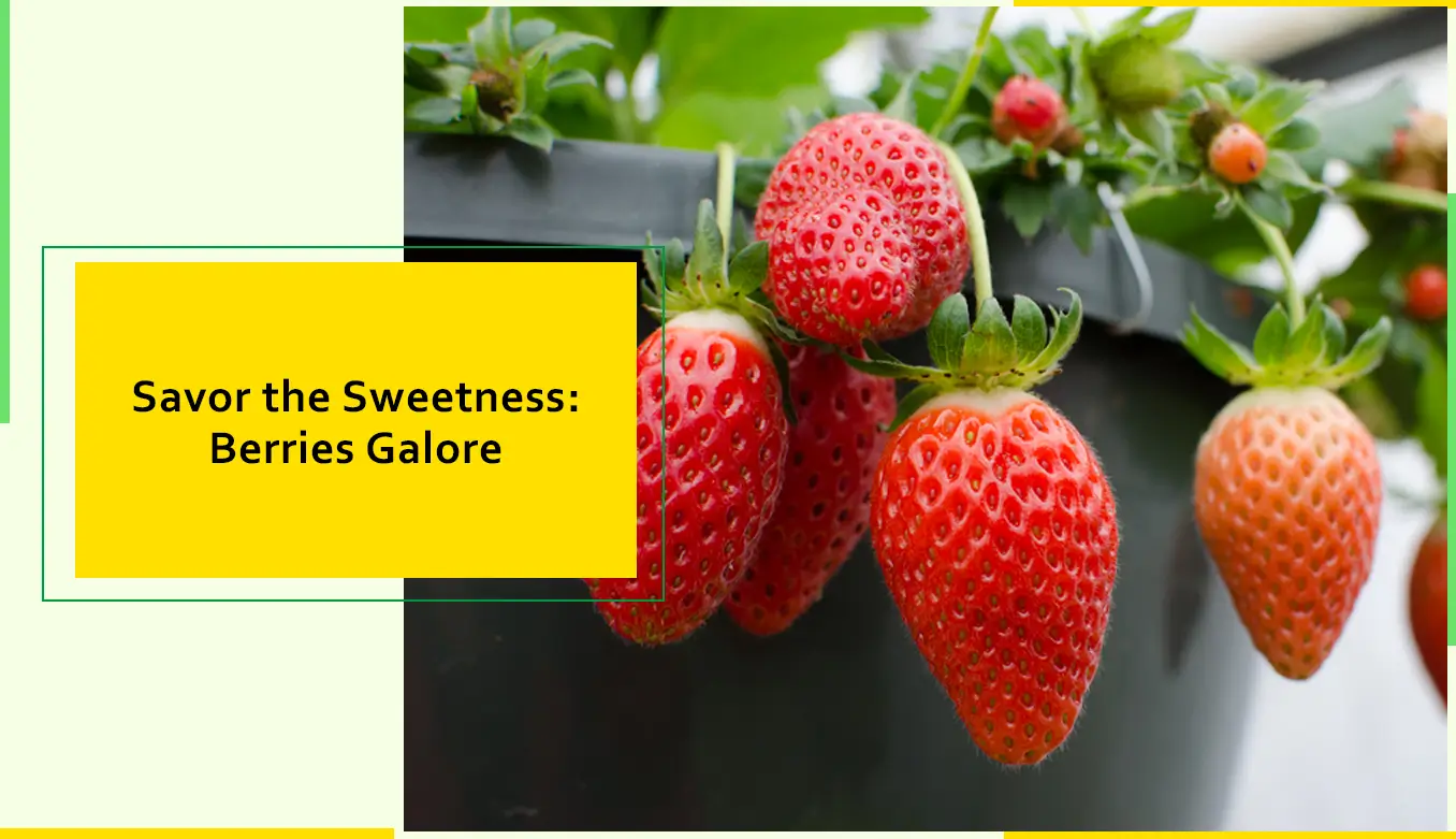 Savor The Sweetness Berries Galore