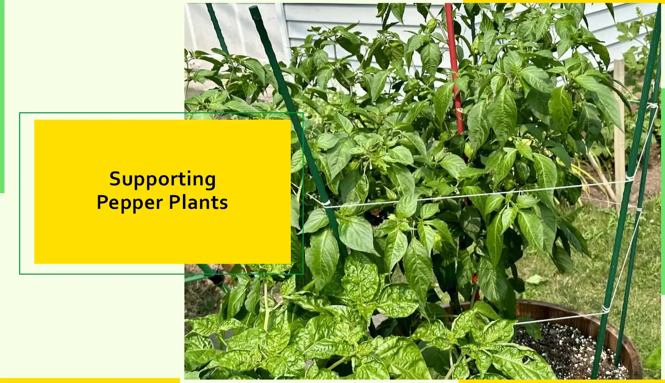 Supporting Pepper Plants