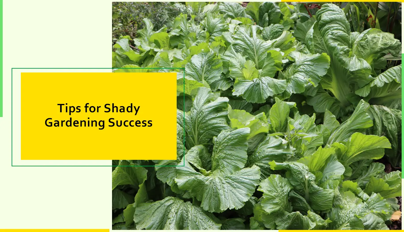 Tips for Shady Gardening Success
