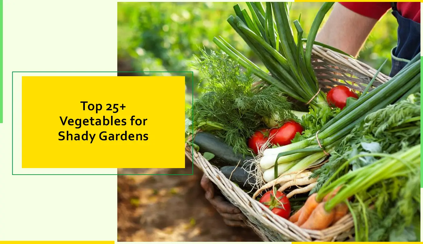 Top 25+ Vegetables For Shady Gardens